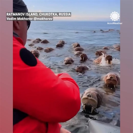 Look at all the walruses! Walruses are sociable animals and often move around in groups called herds. Herds usually involve hundreds of them coming together and are often separated by gender. The person who shared the video with us said that they were not aggressive, only curious. | AccuWeather
