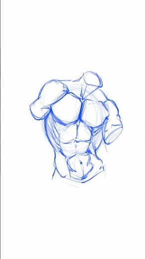 Male Torso Anatomy Study | Digital Art Sketch