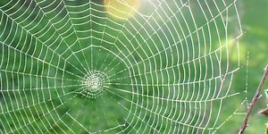 Can You Name These Nature Things?