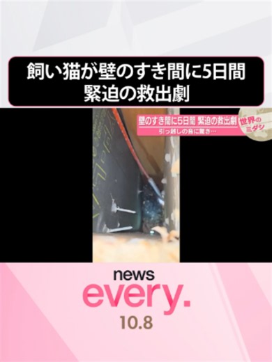 世界のニュースを伝える「世界のミダシ」。アメリカ・#ニューヨーク州の「壁のすき間に5日間 緊迫の救出劇 引っ越しの音に驚き…」についてです。 #日テレnews #tiktokでニュース
