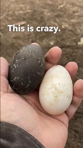 the black egg of the cayuga duck