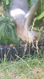 10K views · 596 reactions | Helping a pigeon cool down on a very hot day. My friend Jamie and I were watering the garden when this pigeon flew down to soak itself under the cold water from the garden hose and then it happily flew away after it had enough. Jamie Hall Definitive Imaging | The Robin Whisperer | Facebook