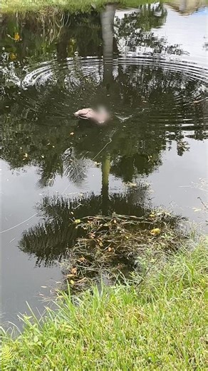 Guys… the littering is getting out of control 😂😂😂