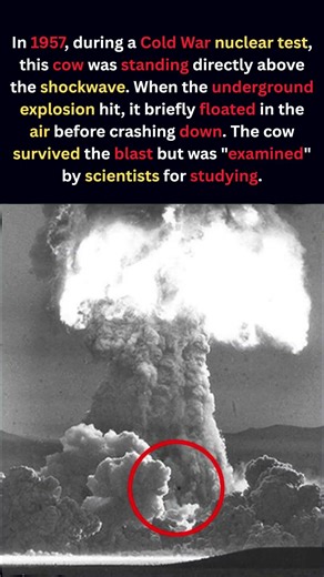 Cow vs Nuke #shorts
