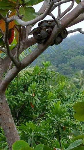 Reticulated Python 100 feet up in a tree!! #snake #python #reticulatedpython #malaysia