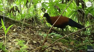 Researchers photograph endangered bird for first time in history, 140 years after last sighting