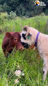 1.7M views · 43K reactions | Baby cow won’t stop crying until his parents bring his sheep best friends back — watch when a sheep first teaches him how to head-butt 殺 | The Dodo | Facebook