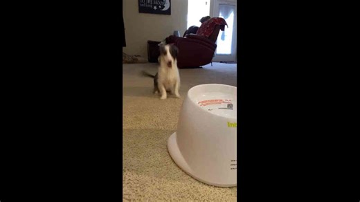 Clever dog catches balls from automatic launcher in Chattanooga, USA