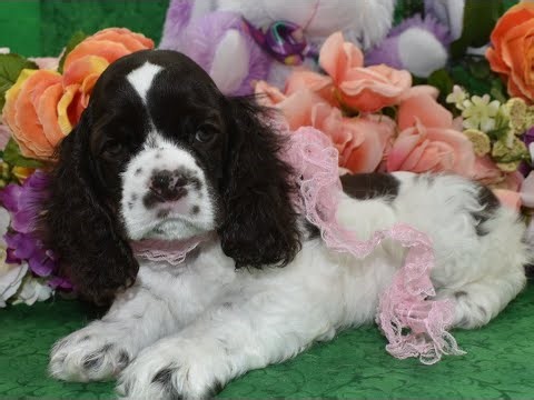 AKC Cocker Spaniel Puppies for sale **www.maryscockerhaven.com** 719-306-8118