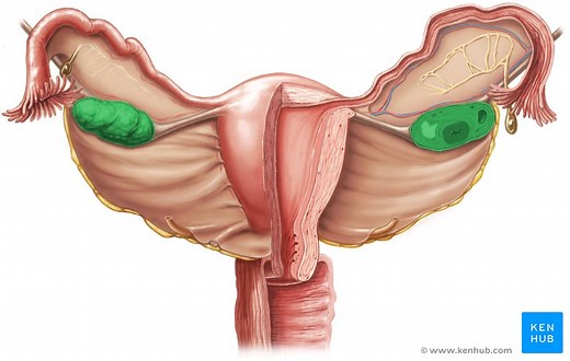 Ovaries (female gonads)