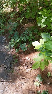 Lunch? Toads have a few defense mechanisms to avoid becoming something else’s lunch. They use camouflage to blend into their surroundings. They jump to safety. They have large glands on their backs that contain toxic secretions making it unpalatable to most animals. And they can inflate themselves with air to appear larger. Garter snakes are carnivorous and will eat almost anything they can overpower and consume whole. This garter snake thought it could take on this defensively plumped up toad. 