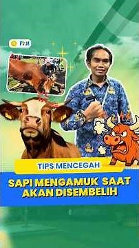 Tips Mencegah, Sapi Mengamuk Saat Akan Disembelih