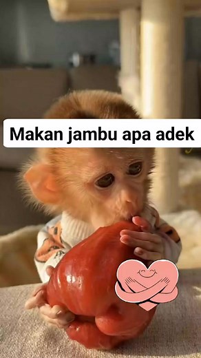 54K views · 733 reactions | Manis ngak ya jambu air nya | Sawat Sandal | Facebook