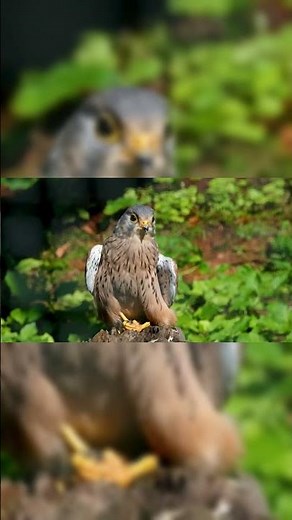 Top 10 Fastest Animals in the World (2025) | Unbelievable Speed Record Holders