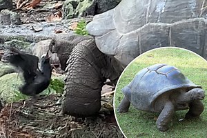 Giant tortoise thought to be vegetarian kills and eats bird in slo-mo attack