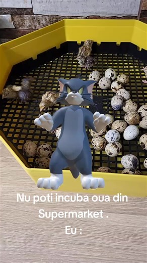 Incubarea Ouălor de Prepelită: Ghid Practic