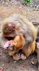 136K views · 1.1K reactions | Mather help baby . . #monkeys #monkey #birds #monkeysofinstagram #animals #wildlife #nature #pet #pets | Hello Monkey CC | Facebook