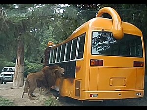 ライオン エサやり体験バス in 群馬サファリパーク. Experience feeding the Lion in Gunma Safari Park.