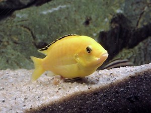 Yellow Lab Cichlid Care & Species Profile