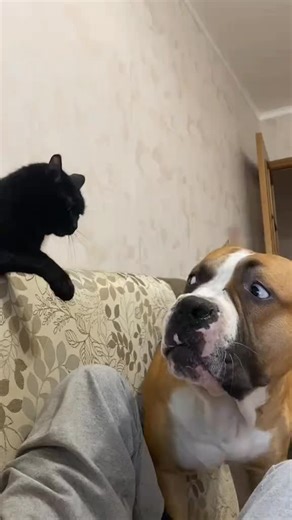 Big scary dogs when a tiny cat exists 😂🐶🐱 the confidence left the chat.#FunnyDogs #DogComedy #FYP #CuteDogs #USA