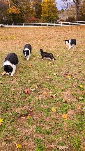 FREE!!✨️ A Special Dog Training video by Parker🐈 #starpowerdogtraining | Lara Avery