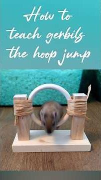 Tiny Gerbil, Big Jumps! | Gerbil Agility, Hoop Jump Training