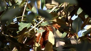 Red Panda Found in Fig Tree After Escaping Australian Zoo