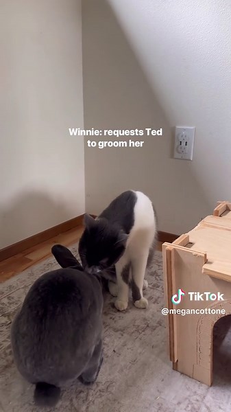 Understanding the Bond Between Cats and Bunnies