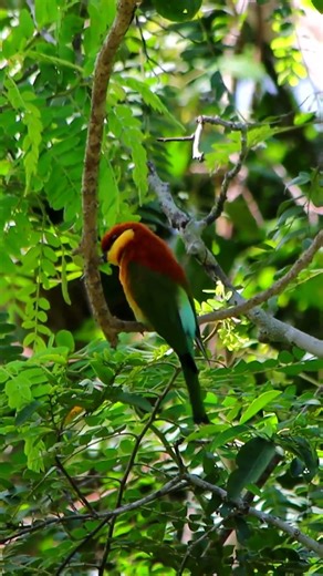 Chestnut-Headed Bee-Eater in Action!