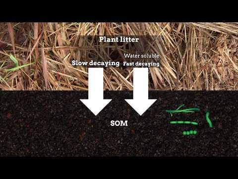 Formation of soil organic matter via biochemical and physical pathways of litter mass loss