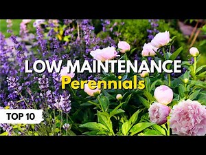 10 Low Maintenance Perennials for Busy Gardeners 🌿