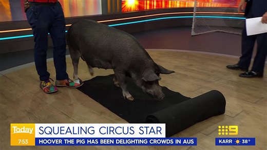 Forget about lions and elephants - Hoover the pig is the latest star at Stardust Circus! 🐷 Hoover trotted in to the studio this morning to show us some of his tricks. 🤯😍 #9Today | WATCH LIVE 5.30am | TODAY