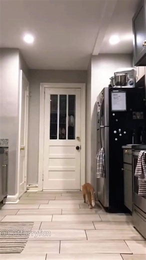 Funny mean cats #funnymoments #funnyreels #FunnyCats #funnyanimals | Cute Animals