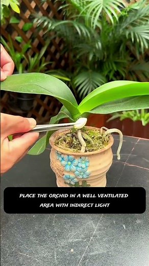99% of orchid owners don't know this flower-boosting secret! 😲