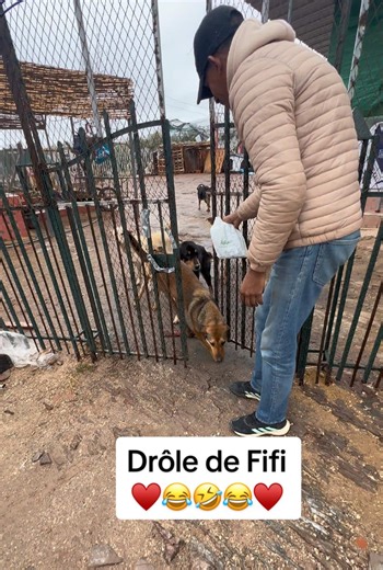 Fifi a trop de joie et surtout trop d’énergie elle court partout 😂. #animals #animal #animalvideos #animallover #animaux_rigolos