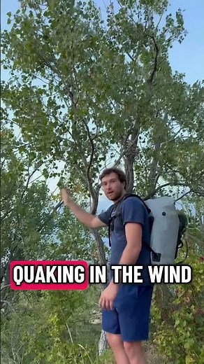 Quaking Aspen is one of the first trees to colonize open, sandy, or disturbed soils #trees #nature