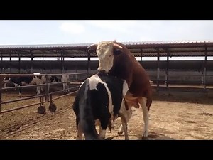 Bulls and cows in farm #part 14- Daily Farming 2019