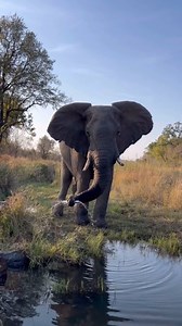 159 reactions | This Bull tricks us with a water show!拾 It was absolutely amazing! A light mist spray on a warm afternoon drive. What better way to cool down than to get water sprayed on you by an Ellie! Just another amazing sighting at @malamalagamereserve Quite simply put…. The Best. @game.ranger.gabe #GottaLoveSA #elephant #gamerangergabe #mist #wildlifeza #wildlife #nature #amazingnature #natural #safari #africa #plantearth #natgeo #elephants | GottaLoveSA | Facebook