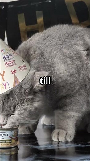 Meet Creme Puff: The 38-Year-Old Cat Legend!