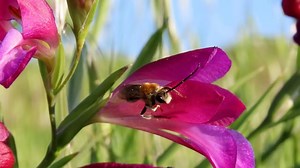 Grass, Green, Meadow, Field