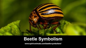 Beetle Symbolism