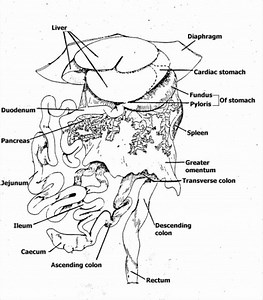 Abdominal Cavity