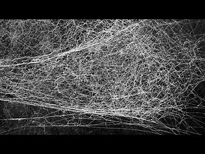 Watch how to sign 'cobweb' in American Sign Language.