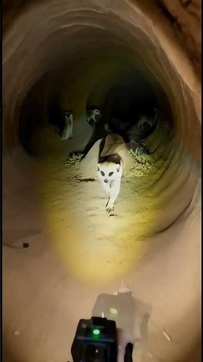 Exploring a Meerkat Burrow With a Tiny Camera