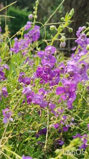 💜 Angelonia Flower Beauty #shorts #trending #Angelonia