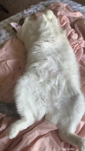 Nala girl loves those belly rubs 🥰 #catsoftiktok #cat #kitten #catfacts #kittensoftiktok #fyp #pet #coolfacts #cute #petsoftiktok Cat facts Cool cat facts Animal facts Did you know cat facts Interesting cat facts Cat sound to attract cats Cat vision filter Cat meowing Cat tiktok Cat language Cat videos funny Cat filters for cats Cat noises that attract cats Cat filter Cat zoomies Funny cat videos Funny cat names Funny cat sound Funny cat videos 2023 Funny cat compilation Funny cat audio Funny c