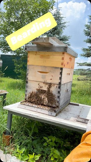 2.6K reactions · 134 shares | This is bee bearding, a behavior where bees use their wings to help cool the hive. #deafbeekeeper #bearding | Deaf Beekeeper | Facebook