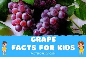 25 Grape Facts For Kids You Likely Didn’t Know | Facts For Kids