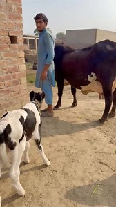 #cow #dairyfarm #dairy_farming #modern_dairy_farming #modern_agriculture #agricultural_machines #amazing_technology #advance_technology #modern_technolog | Okara Mandi