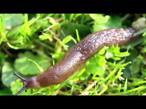 How to protect your plants from slugs and snails